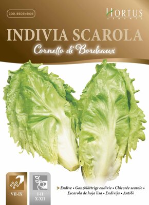 Endivie salátová Cornetto di Bordeaux, 10 g semen. 